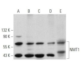 NMT1 Antibody (B-11) - Western Blotting - Image 367345 
