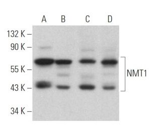 NMT1 Antibody (E-9) - Western Blotting - Image 364461 