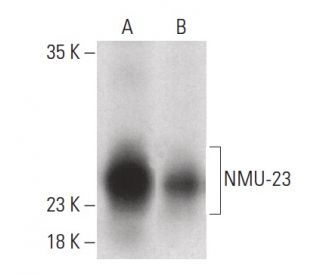 NMU-23 Antibody (A-5) - Western Blotting - Image 399624 