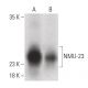 NMU-23 Antibody (A-5) - Western Blotting - Image 399624 