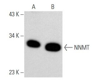 NNMT Antibody (G-4) - Western Blotting - Image 357260