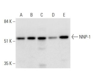 NNP-1 Antibody (A-6) - Western Blotting - Image 326508 