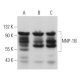 NNP-1B Antibody (C-12) - Western Blotting - Image 367494