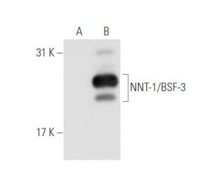 NNT-1/BSF-3 Antibody (985-1) - Western Blotting - Image 59317