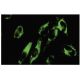 NNT Antibody (43-R17) - Immunofluorescence - Image 35585 