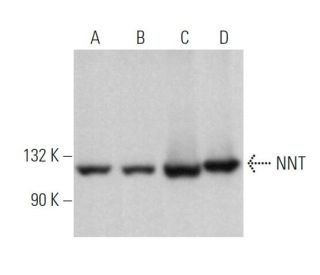 NNT Antibody (G-8) - Western Blotting - Image 365100 