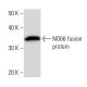 NO66 Antibody (3354C5a) - Western Blotting - Image 16722