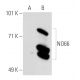 NO66 Antibody (3354C5a) - Western Blotting - Image 20729 