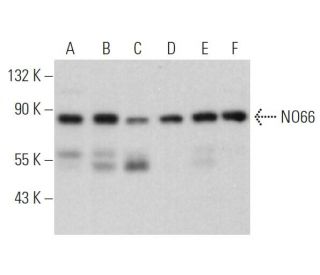 NO66 Antibody (E-8) - Western Blotting - Image 369776 