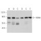 NO66 Antibody (E-8) - Western Blotting - Image 369776 