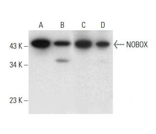 NOBOX Antibody (A-5) - Western Blotting - Image 317991 