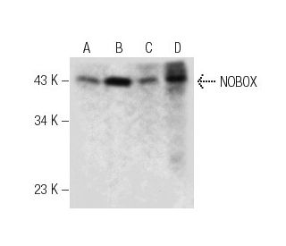 NOBOX Antibody (D-3) - Western Blotting - Image 285161 