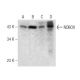 NOBOX Antibody (D-3) - Western Blotting - Image 285161 