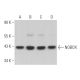 NOBOX Antibody (D-3) - Western Blotting - Image 364327 