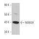 NOBOX Antibody (D-3) - Western Blotting - Image 364334