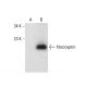 Nociceptin Antibody (F-10) - Western Blotting - Image 300591
