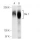 Nocodazole: sc-3518. Western blot analysis of Dia 1 expression in whole cell lysates prepared from untreated (A) and Nocod