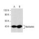 Nocturnin Antibody (F-4) - Western Blotting - Image 157464 
