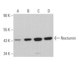 Nocturnin Antibody (F-4) - Western Blotting - Image 369781 