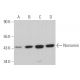 Nocturnin Antibody (F-4) - Western Blotting - Image 369781 