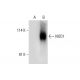 NOD1 Antibody (B-4) - Western Blotting - Image 308099