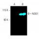NOD1 Antibody (B-4) - Western Blotting - Image 401467 