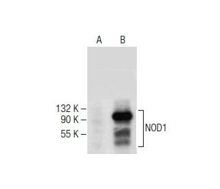 NOD1 Antibody (C-9) - Western Blotting - Image 282415 