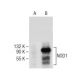 NOD1 Antibody (C-9) - Western Blotting - Image 282415 