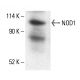 NOD1 Antibody (C-9) - Western Blotting - Image 411744 