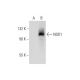 NOD1 Antibody (F-6) - Western Blotting - Image 304341