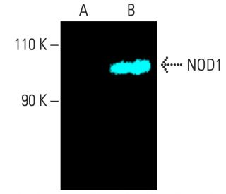 NOD1 Antibody (B-4) - Western Blotting - Image 401467Each CRISPR/Cas9 Knockout (KO) Plasmid product consists of a pool of 3 plasmids designed to ensure identification and cleavage of a specific gene for maximum knockout efficiency. Each plasmid encodes a unique 20 nt sequence derived from the GeCKO (v2) library. 