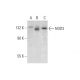 NOD3 Antibody (E-4) - Western Blotting - Image 311961
