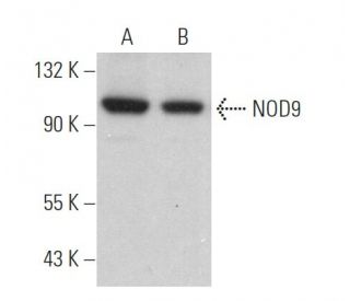 NOD9 Antibody (F-2) - Western Blotting - Image 369800