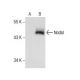 Nodal Antibody (A-9) - Western Blotting - Image 157482