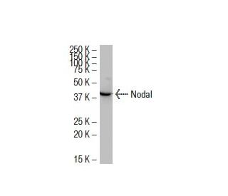 Nodal Antibody (WS65) - Western Blotting - Image 33603 