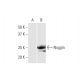 Noggin Antibody (2C10) - Western Blotting - Image 352171