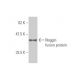 western blotting image from recommended Noggin (2C10) monoclonal antibody replacement. Image 348992