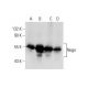 western blotting image from recommended Nogo (C-4) monoclonal antibody replacement. Image 137676