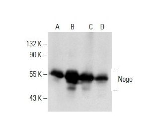 western blotting image from recommended Nogo (C-4) monoclonal antibody replacement. Image 137676