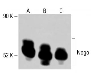 Nogo Antibody (C-4) - Western Blotting - Image 414164