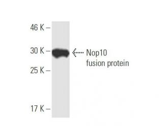 Nop10 Antibody (6H6) - Western Blotting - Image 350226