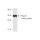 Nop10 Antibody (6H6) - Western Blotting - Image 350226