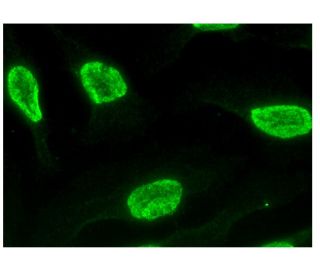 Nop132 Antibody (D-7) - Immunofluorescence - Image 293774