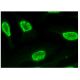 Nop132 Antibody (D-7) - Immunofluorescence - Image 293774