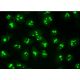Nop14 Antibody (B-5) - Immunofluorescence - Image 384215 