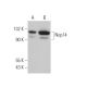 Nop14 Antibody (B-5) - Western Blotting - Image 371334