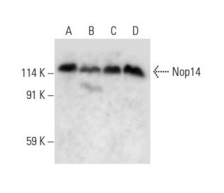 Nop14 Antibody (C-3) - Western Blotting - Image 308162 