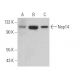 Nop14 Antibody (C-3) - Western Blotting - Image 371328 