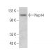 Nop14 Antibody (C-3) - Western Blotting - Image 371331