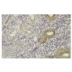 NOP17 Antibody (18Y9) - Immunohistochemistry - Image 36247 